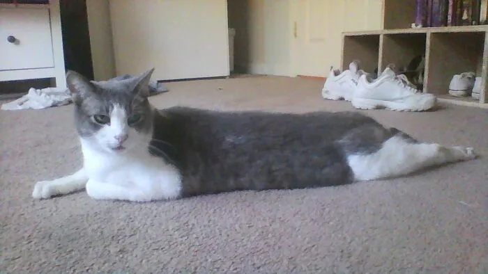 His Name Is Mr. Fluffnutter, My Sister Named Him When She Was 6, Dident Even Know What A Fluffernuter Sandwich Was (Full Name: Sir Thomas William Fluffernutter The 3) (Not The Third)