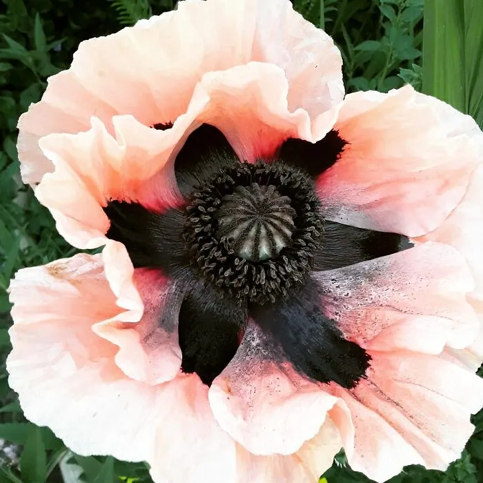 Gorgeous Poppy In My Neighborhood