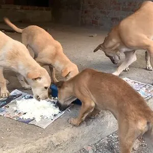 Help Animals