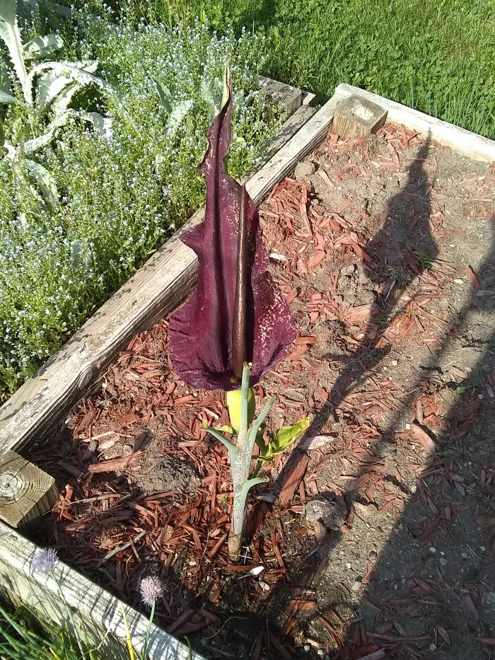 Dracunculus Blossom, Pollinated By Flies