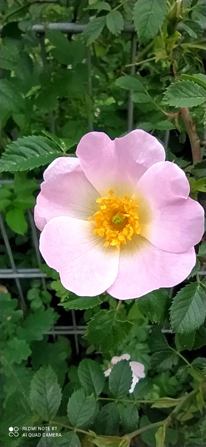 I Found This Beautiful Wild Rose