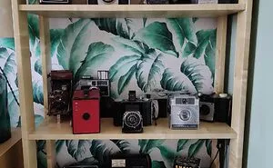 "What Do You Collect?": User Asked Pandas To Show Their Collections And 50 People Delivered