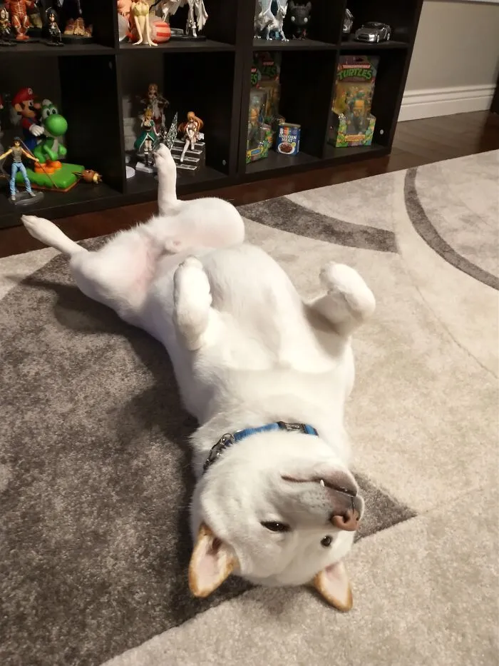 This Is My Doge (Shiba Inu) Ghost, Named After The Direwolf From Game Of Thrones. Direwolf