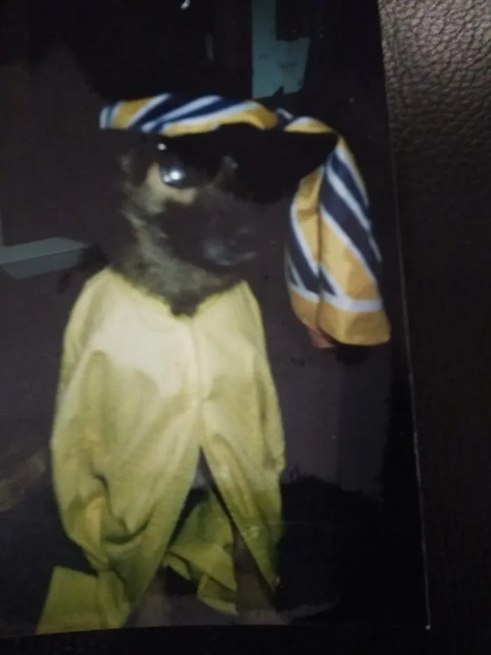 Wolfie,after Mozart