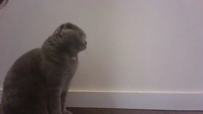 Young Kitty