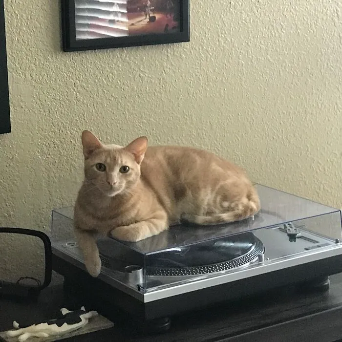 Pratt (Named After Neil Peart (Rush Drummer))