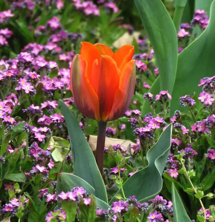 I Can't Really Decide Between Tulips And Poppies ☺