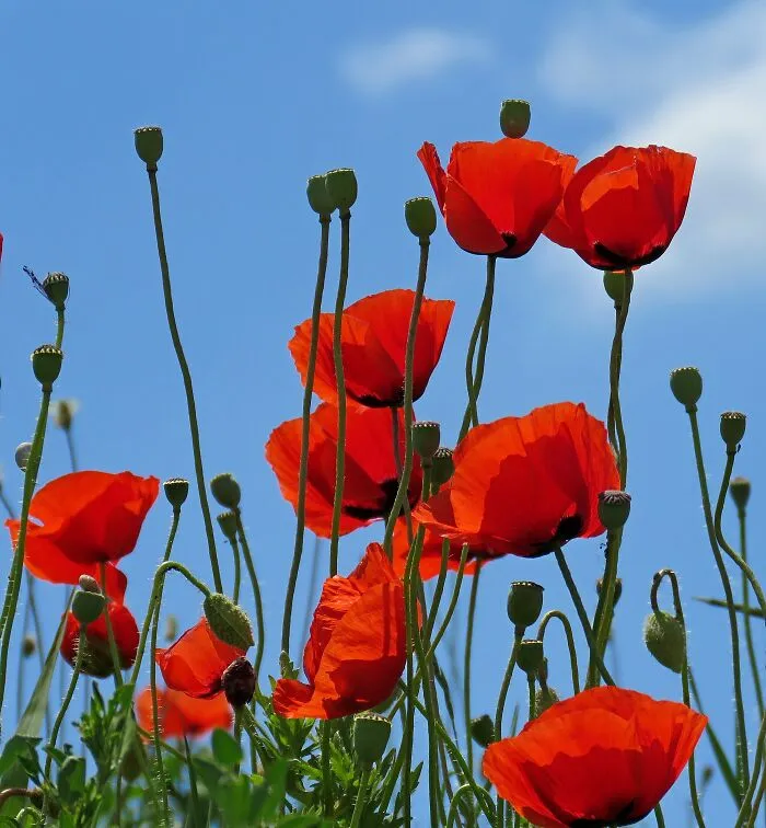 I Love All Meadow Flowers And Especially Poppies😍🥰
