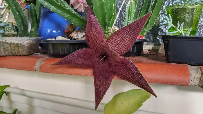 It's A Fly-Eating Cactus!