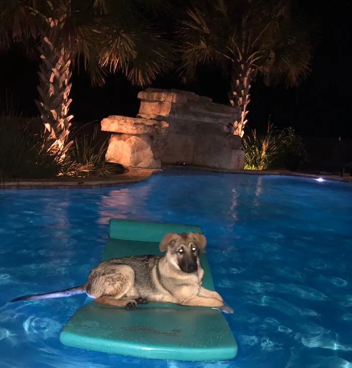 Saban Von Helsing On His First Night In Our Forever Home @ 2 Am. The Look On His Face Always Makes Me Smile. (Like..."What? This My Pool Too, Hooman!")