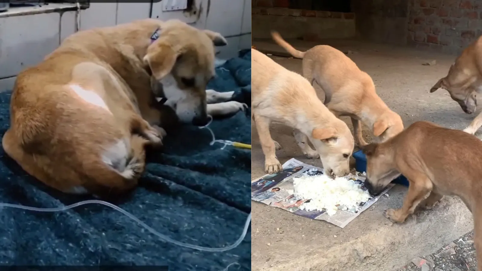 Join Our Journey Of Feeding, Treating, Vaccinating And Helping Animals In Distress.please Donate A Little, Your Small Donation Will Make A Big Difference In These Voiceless Animals Life.