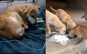 Join Our Journey Of Feeding, Treating, Vaccinating And Helping Animals In Distress.please Donate A Little, Your Small Donation Will Make A Big Difference In These Voiceless Animals Life.