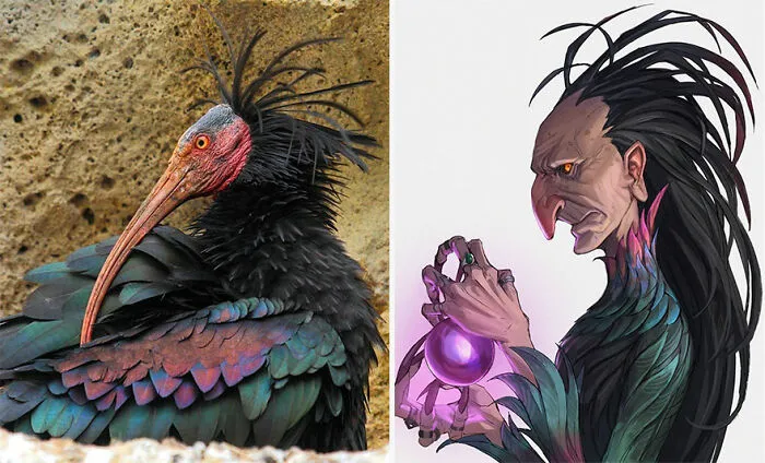 Northern Bald Ibis