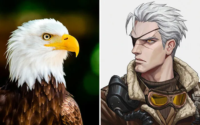 Bald Eagle