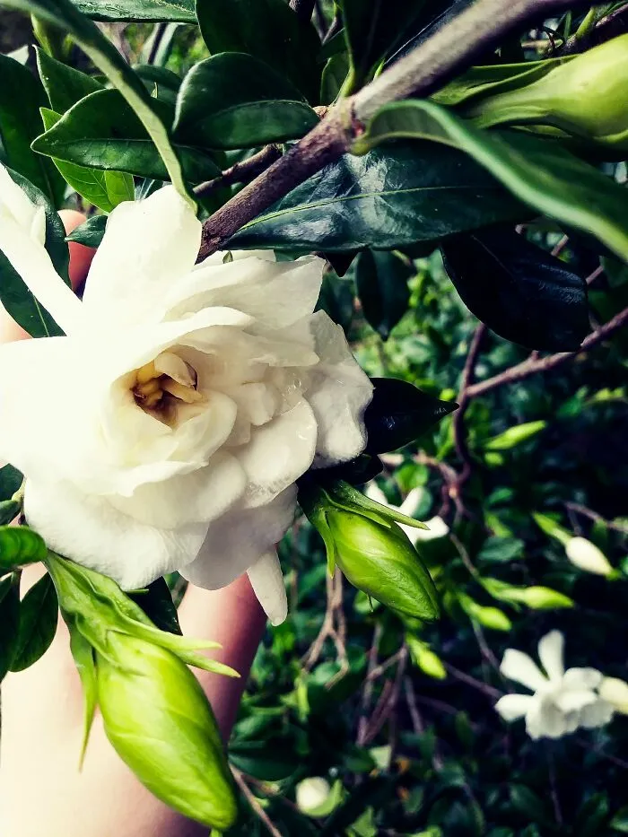 Gardenia