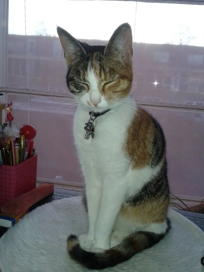 Miss Elizabeth Bennet, Lizzie For Short. All My Cats Are Always Name After A Writer Or Character From Literature. Lizzie After The Main Character From Jane Austen's Pride & Prejudice. In The Book Elizabeth Is A Strong Willed, Speaks Her Mind And Is One Of A Kind. Lizzie Is Exactly The Same!