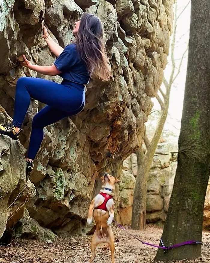 Este perro callejero siguió a esta chica mientras estaba de excursión, y al final lo adoptó (21 fotos)