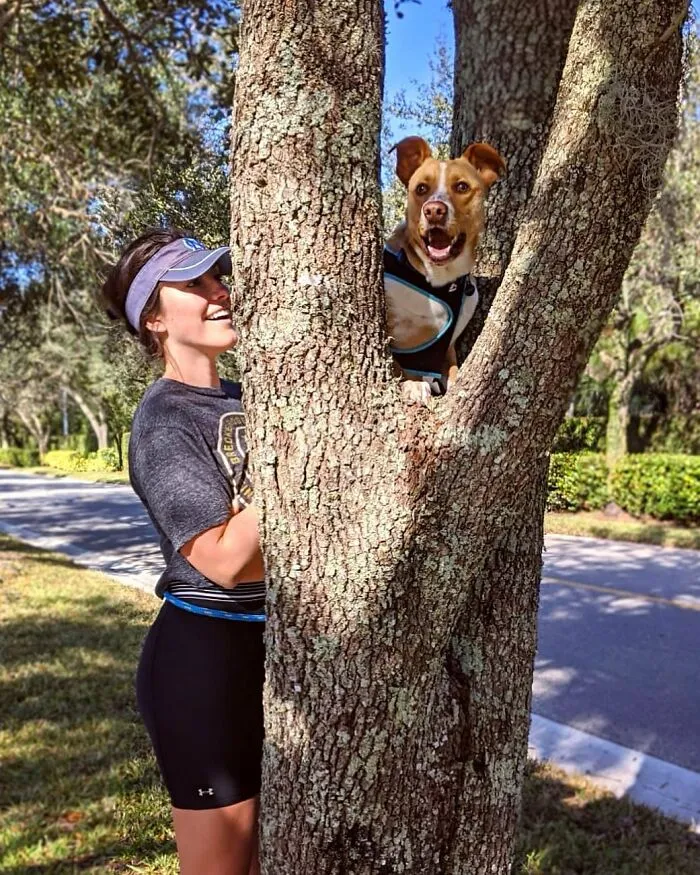 Este perro callejero siguió a esta chica mientras estaba de excursión, y al final lo adoptó (21 fotos)