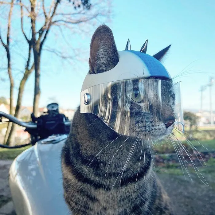 Este hombre lleva a su gato a todas partes y juntos viven grandes aventuras (30 fotos)