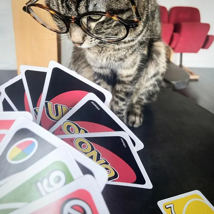 Este hombre lleva a su gato a todas partes y juntos viven grandes aventuras (30 fotos)