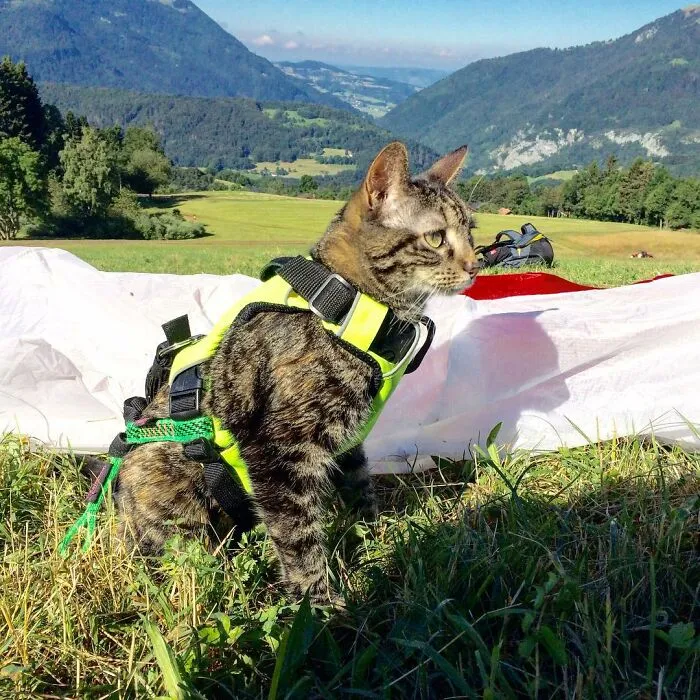Este hombre lleva a su gato a todas partes y juntos viven grandes aventuras (30 fotos)