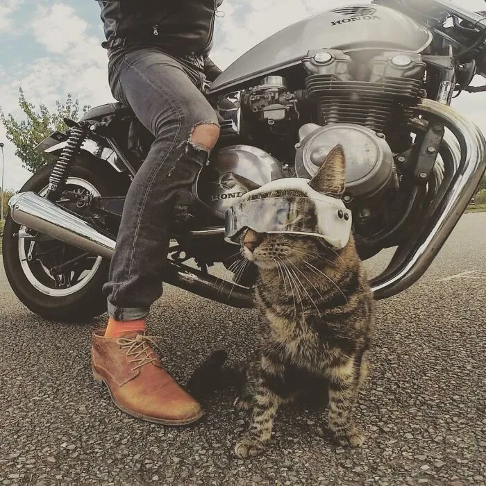 Este hombre lleva a su gato a todas partes y juntos viven grandes aventuras (30 fotos)