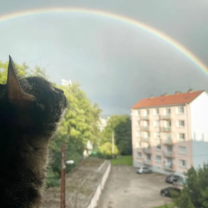 Este hombre lleva a su gato a todas partes y juntos viven grandes aventuras (30 fotos)