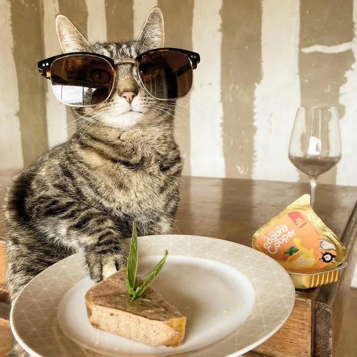 Este hombre lleva a su gato a todas partes y juntos viven grandes aventuras (30 fotos)