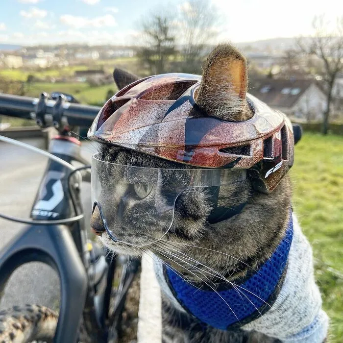 Este hombre lleva a su gato a todas partes y juntos viven grandes aventuras (30 fotos)