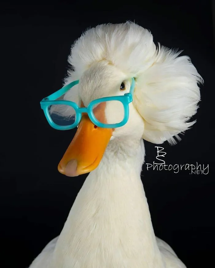 Here Are 30 Pics Of Gertrude, The Duck That Is Famous For Her "Hair"