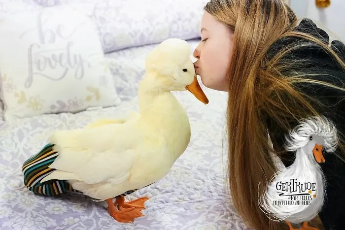 Here Are 30 Pics Of Gertrude, The Duck That Is Famous For Her "Hair"