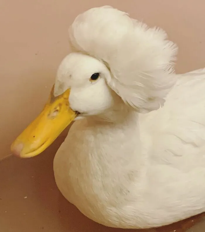 Here Are 30 Pics Of Gertrude, The Duck That Is Famous For Her "Hair"