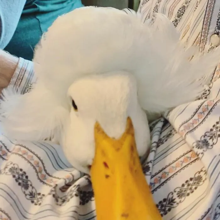 Here Are 30 Pics Of Gertrude, The Duck That Is Famous For Her "Hair"