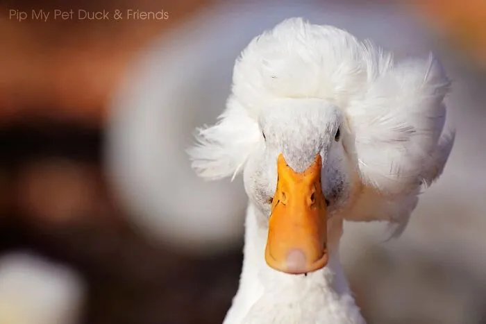 30 Fotos de Gertrude, una pata muy famosa por su "cabello"