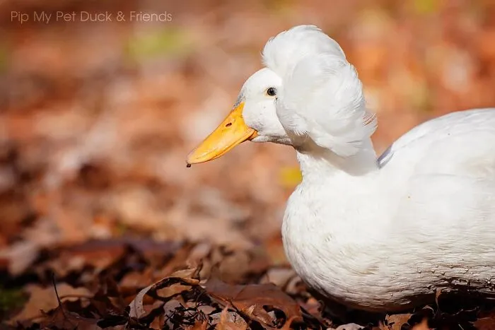 Here Are 30 Pics Of Gertrude, The Duck That Is Famous For Her "Hair"