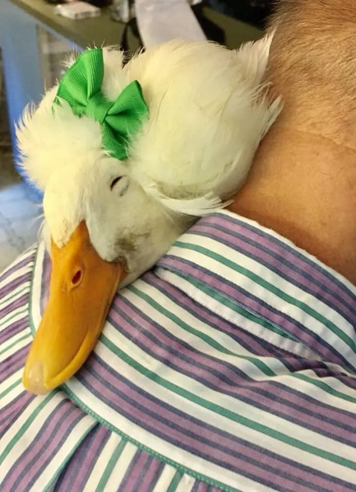 Here Are 30 Pics Of Gertrude, The Duck That Is Famous For Her "Hair"