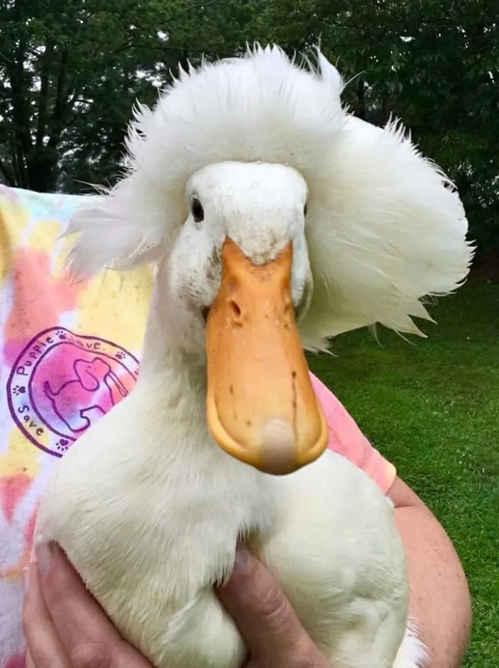 Here Are 30 Pics Of Gertrude, The Duck That Is Famous For Her "Hair"