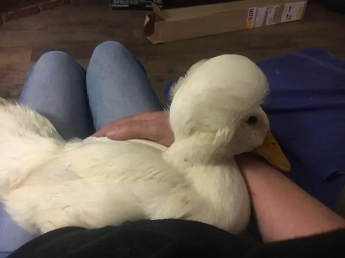 Here Are 30 Pics Of Gertrude, The Duck That Is Famous For Her "Hair"
