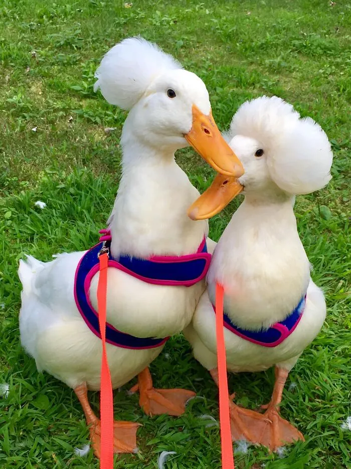Here Are 30 Pics Of Gertrude, The Duck That Is Famous For Her "Hair"