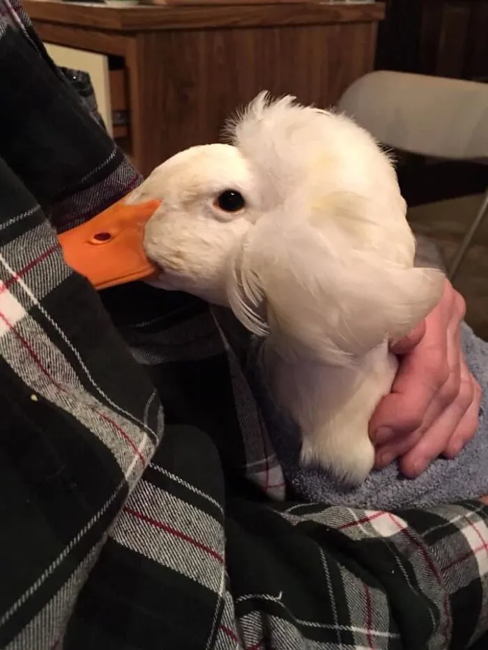 Here Are 30 Pics Of Gertrude, The Duck That Is Famous For Her "Hair"