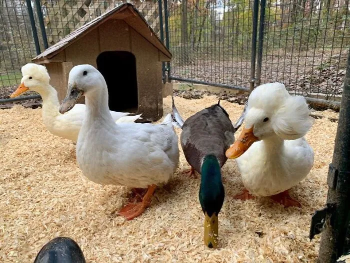 Here Are 30 Pics Of Gertrude, The Duck That Is Famous For Her "Hair"