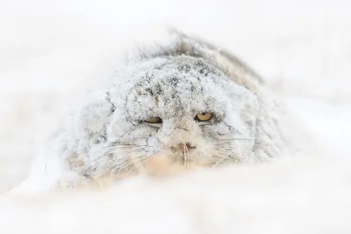 "Snow Monster" By Amit Ashel