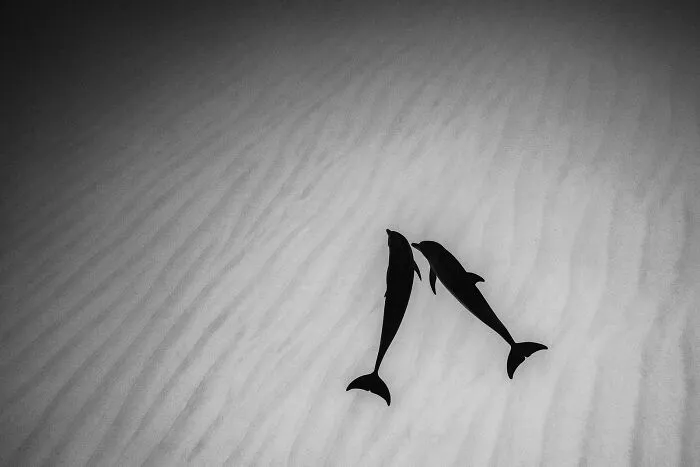 "Dolphin Silhouettes" By Richard Condlyffe