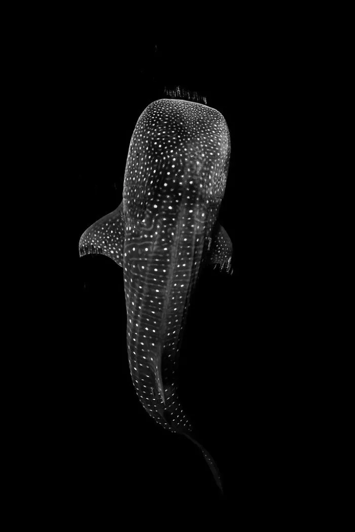 "European Whale Sharks" By Nuno Vasco Rodrigues