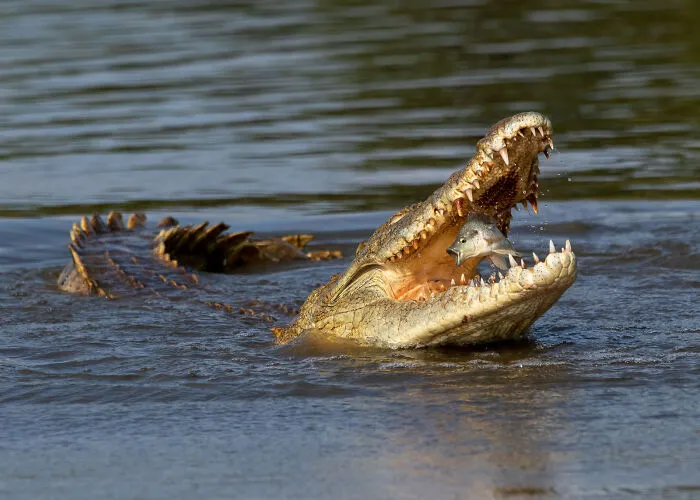 "Fish Caught By Surprise" By Johan Wandrag