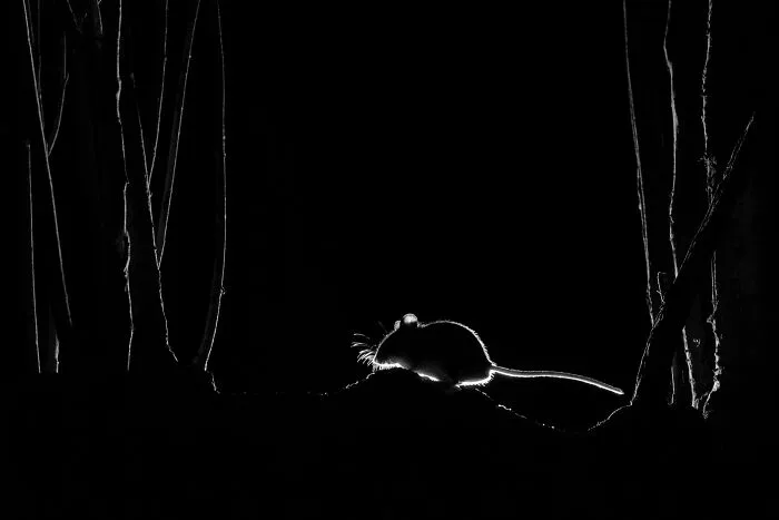 "Silhouetted Wood Mouse" By John Formstone