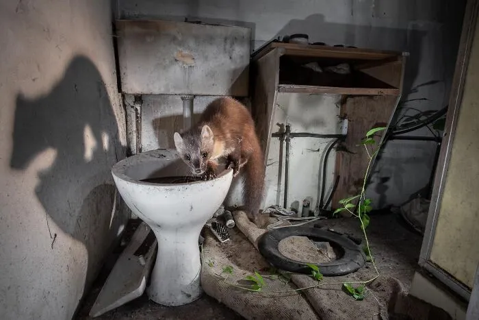 "Pine Marten In An Abandoned Cottage" By James Roddie