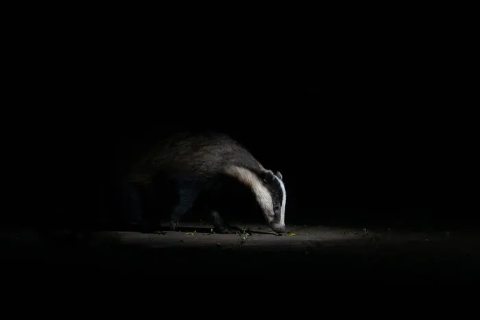 "Into The Spotlight" By Dani Clarke