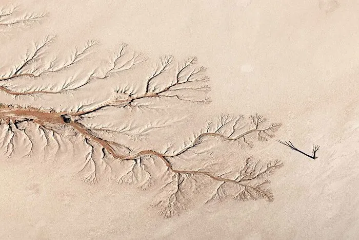 "Tree Of Life" By Jay Roode