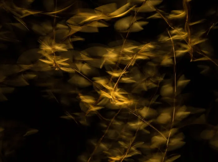 "Dance Of The Termites" By James Gifford